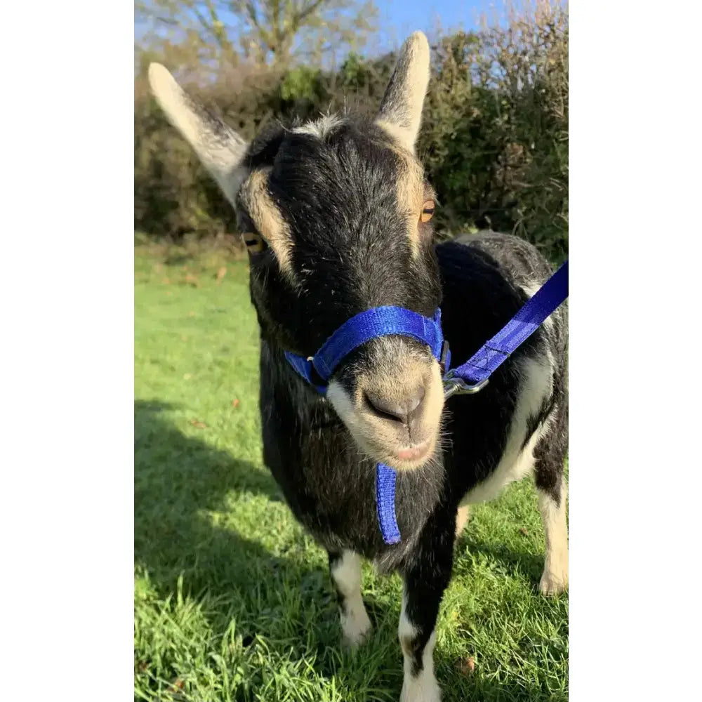 A black and white goat wearing a dinky headcollar mini with 16mm soft webbing and a blue plastic clip