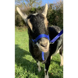 A black and white goat wearing a dinky headcollar mini with 16mm soft webbing and a blue plastic clip