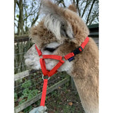 Red nylon dinky headcollar with 16mm soft webbing, plastic clip, black buckle, and silver rings for mini alpacas and foals