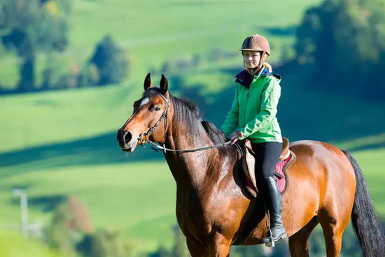 ECalm Horse Calmer
