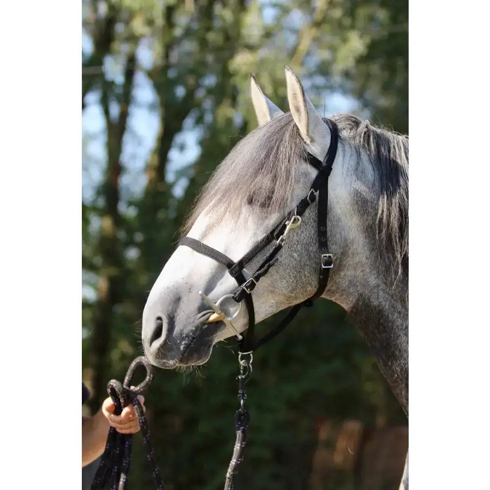Gray horse wearing an endurance bridle with a black controller nose band and reins for a small pony