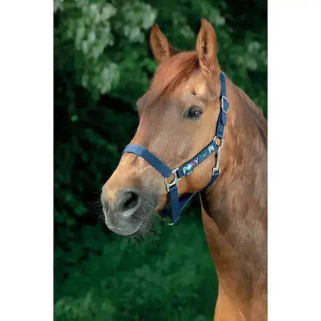 Equi-Kids Pony Love Headcollar & Lead Rope Sets Purple Equi-Theme Headcollars & Leadropes Barnstaple Equestrian Supplies