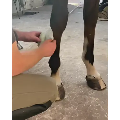 A person wrapping a white textured Equi-N-Ice cooling bandage around a dark brown horse leg for icing applications