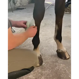 A person wrapping a white textured Equi-N-Ice cooling bandage around a dark brown horse leg for icing applications