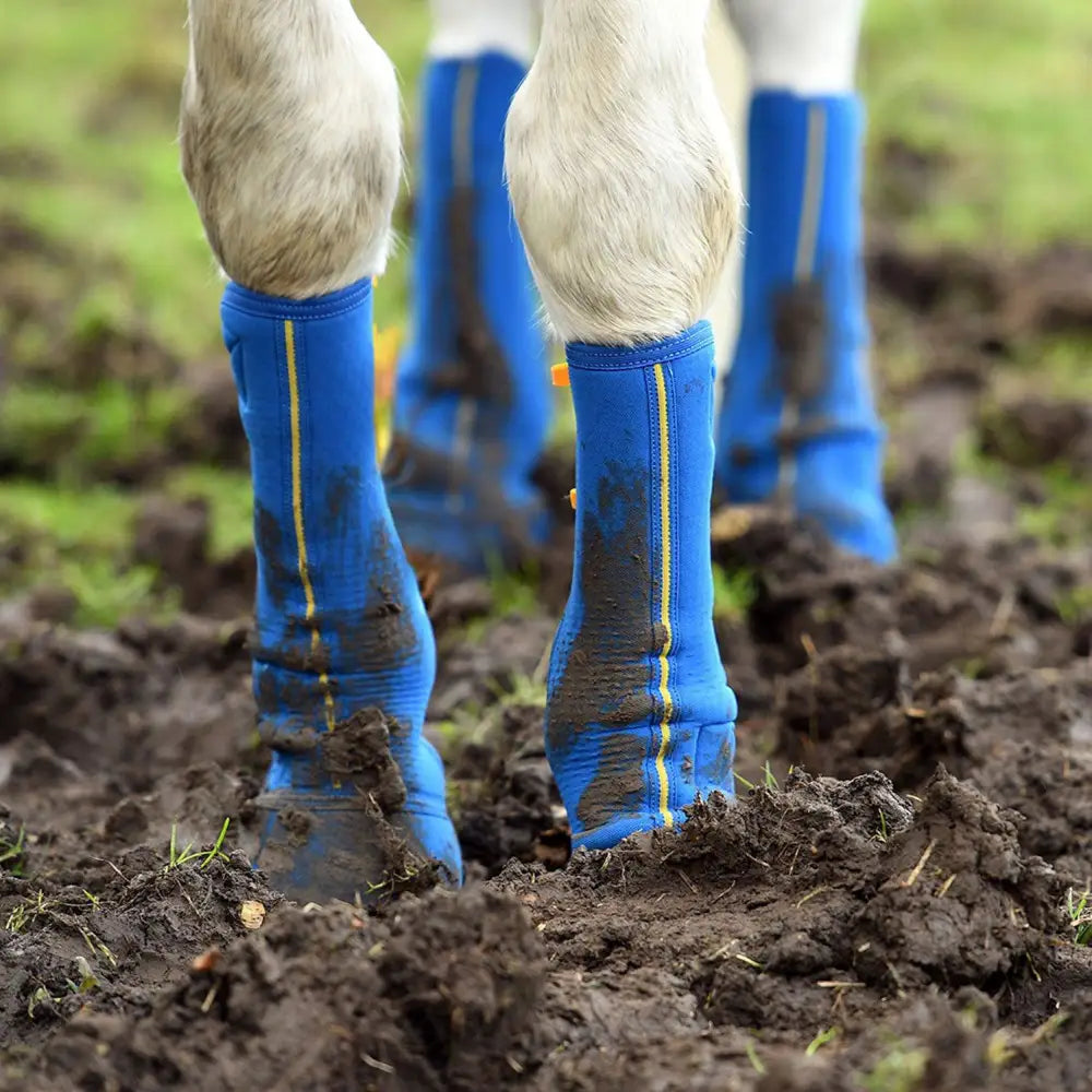 Blue equilibrium equi-chaps close contact chaps with yellow stitching covered in mud for mud fever prevention