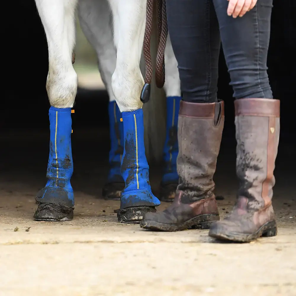 Blue equilibrium equi-chaps close contact chaps with white zippers worn on a horse for mud fever prevention
