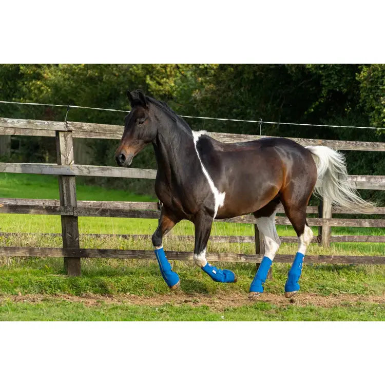 A sleek dark brown horse wearing navy equilibrium equi-chaps close contact chaps with blue leg wraps for mud fever prevention