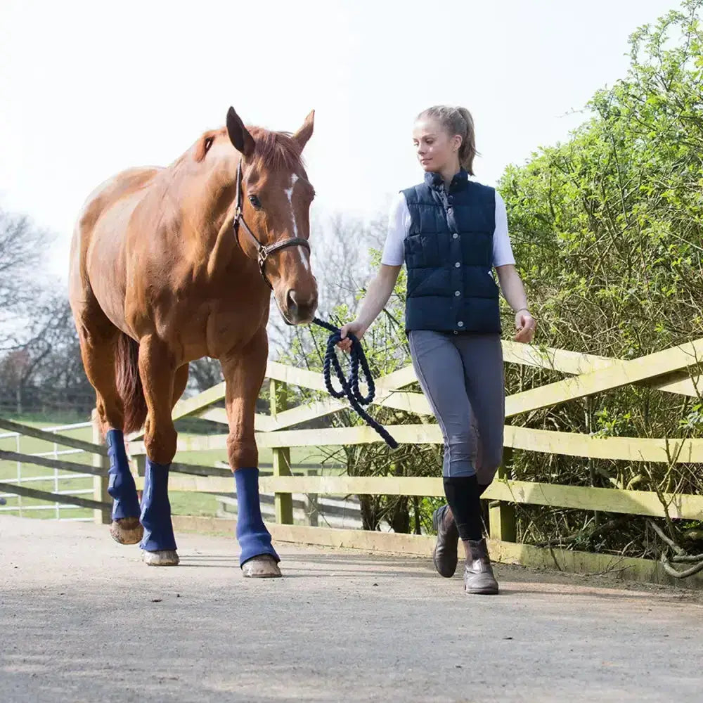 A chestnut horse with a white blaze wearing blue equi-chaps hardy chaps for tough turnout protection of entire lower leg
