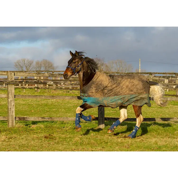 A muddy brown horse wearing teal equilibrium equi-chaps hardy chaps with blue leg wraps for tough turnout protection