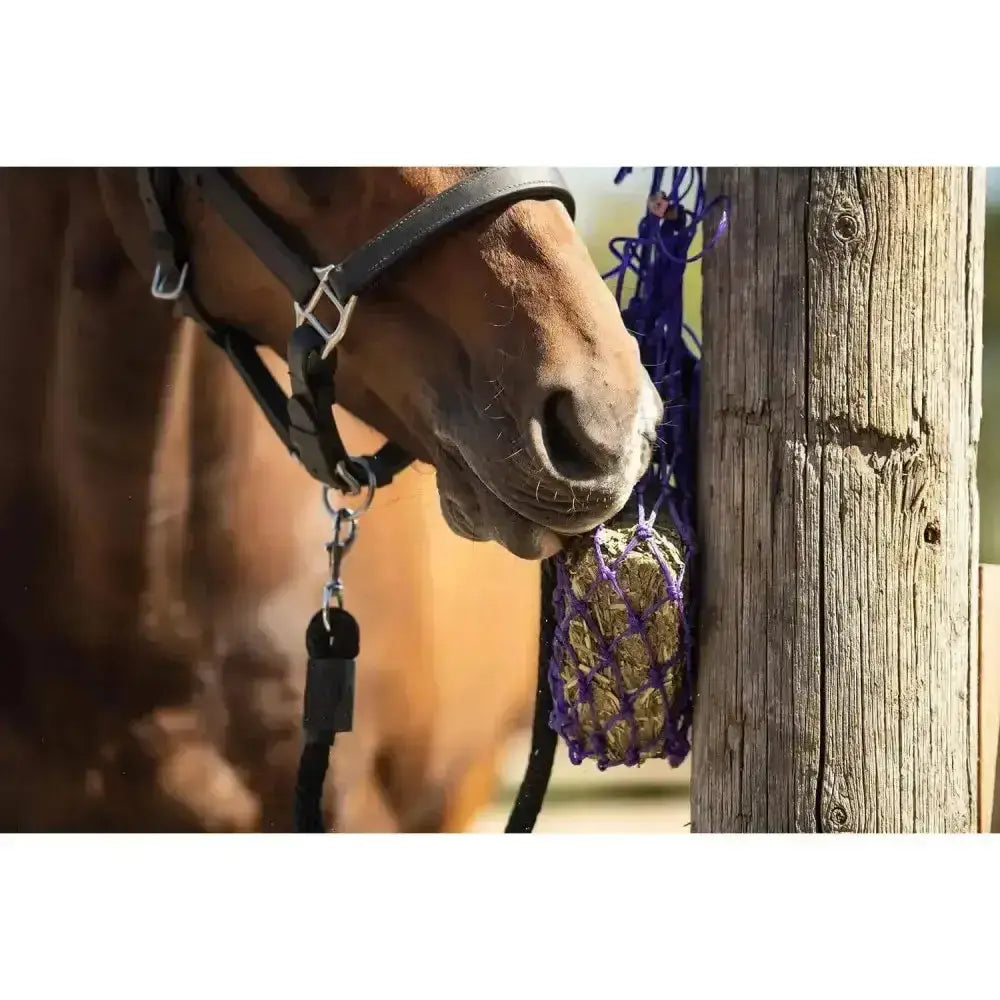 Purple mesh small hole net filled with golden brown hay hanging from horse halter from equilibrium munch nets