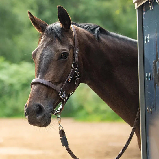 equilibrium field safe headcollars