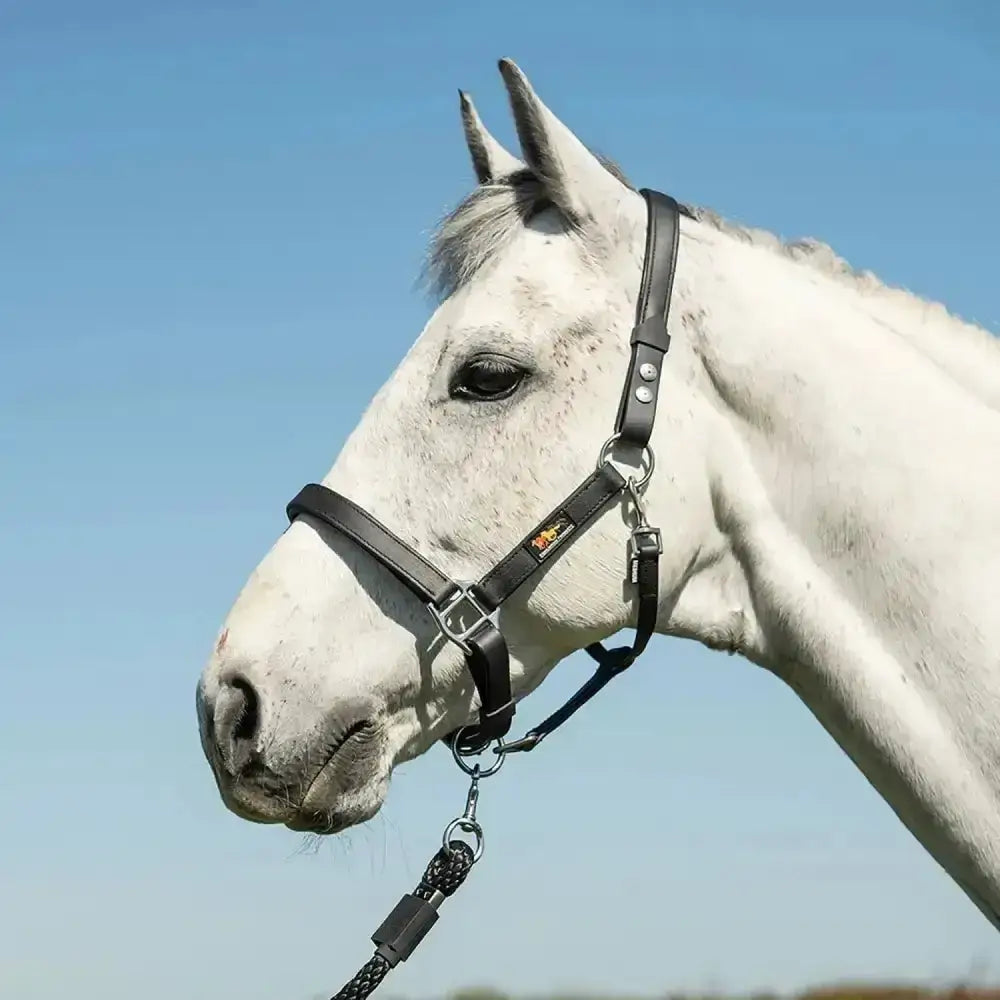 Black leather equilibrium stella head collar with silver hardware and braided lead rope for field safe use
