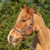 Brown leather equilibrium stella head collar with metal hardware and brand plaque for a field safe head collar