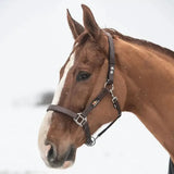 Brown horse wearing a dark brown leather equilibrium stella head collar with silver hardware field safe head collar