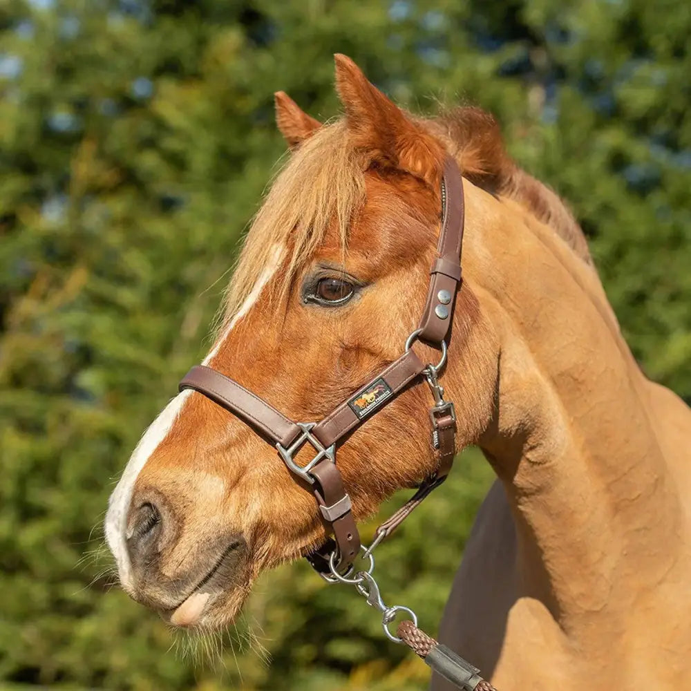 Equilibrium Stella Head Collars Safety Headcollars Black Small Headcollars & Leadropes Barnstaple Equestrian Supplies