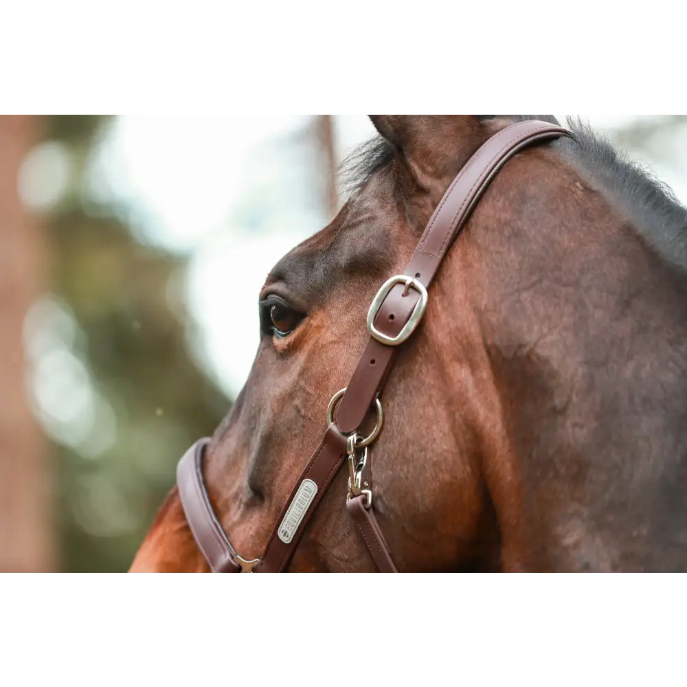 Equilibrium Stellar All Weather Headcollar Black Small Field Safe Headcollars