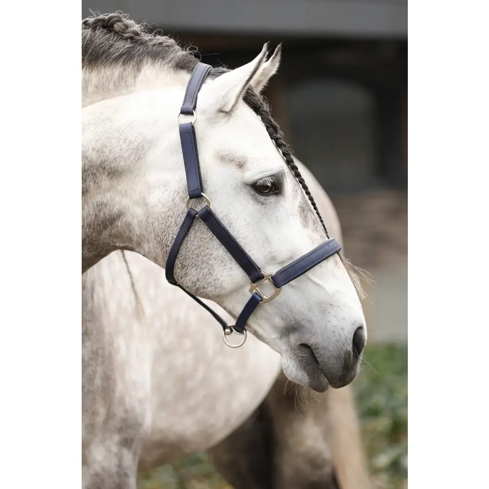 Equilibrium Stellar All Weather Headcollar Black Small Field Safe Headcollars