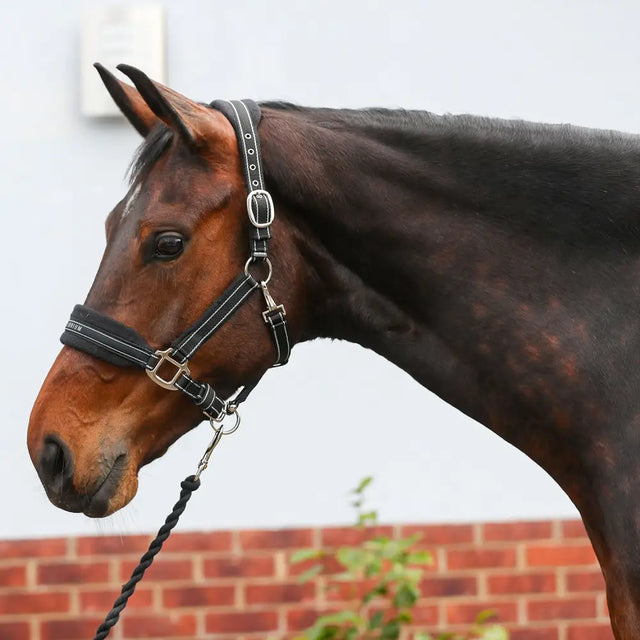 Black leather equilibrium stellar style headcollar with silver hardware and white stitching for horses