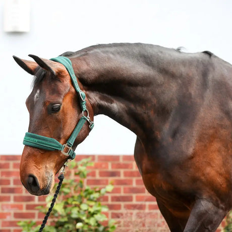 A dark brown horse wearing an equilibrium stellar style style headcollar green in teal halter color