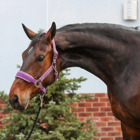 Purple woven equilibrium stellar style headcollar with silver metal hardware for horses style headcollar purple