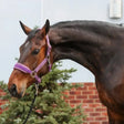 Equilibrium Stellar Style Headcollar Purple XSMALL PURPLE Headcollars & Lead Ropes
