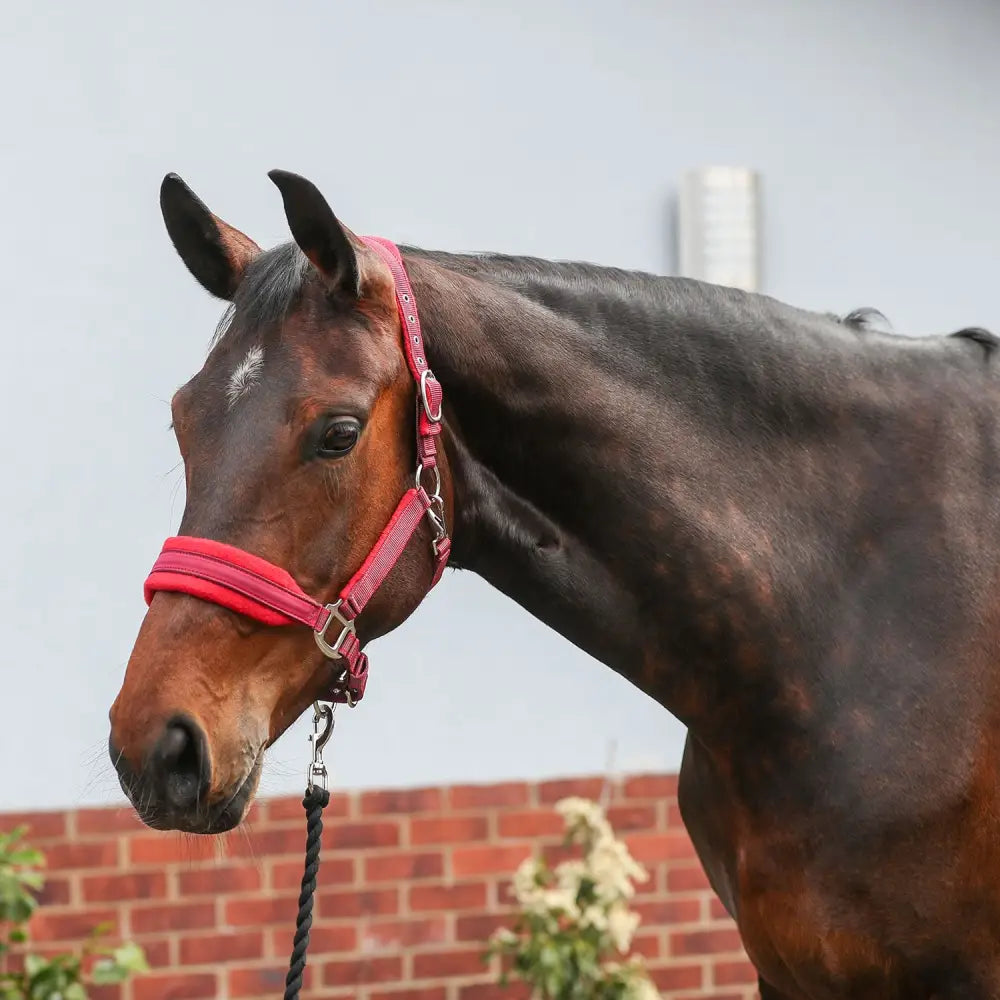 A sleek dark brown horse wearing an equilibrium stellar style headcollar red with metallic buckles