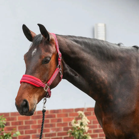 A sleek dark brown horse wearing an equilibrium stellar style headcollar red with metallic buckles