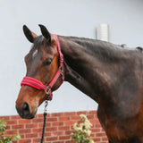 A sleek dark brown horse wearing an equilibrium stellar style headcollar red with metallic buckles