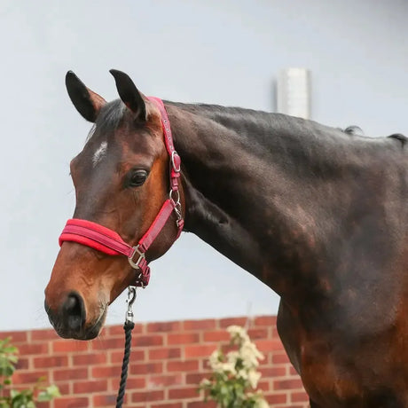 Equilibrium Stellar Style Headcollar Red XSMALL RED Headcollars & Lead Ropes