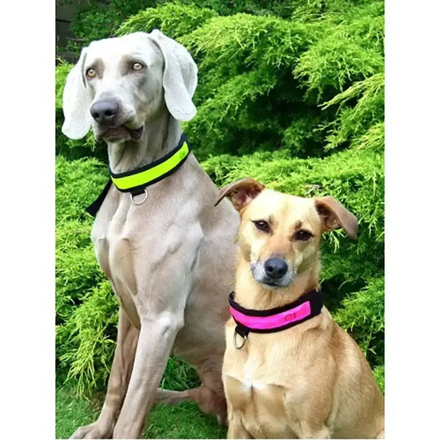 A bright neon yellow equisafety led flashing dog collar with black trim and metal buckle for safety at night