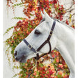A sleek black leather headcollar with gold-toned buckles and hardware from equisential leather headcollar collection