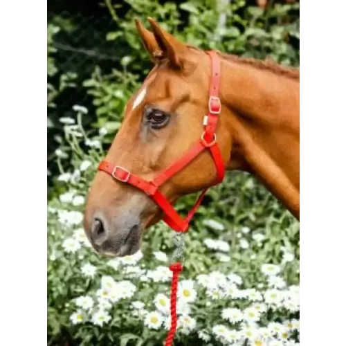 Equissential Economy Headcollar & Leadrope Set Red Pony Headcollar Sets