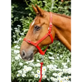 Equissential Economy Headcollar & Leadrope Set Red Pony Headcollar Sets