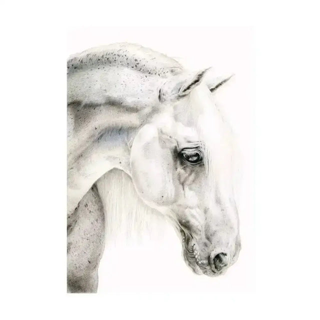 Detailed graphite sketch of a flea bitten grey white horse head hand illustrated equine fine art card