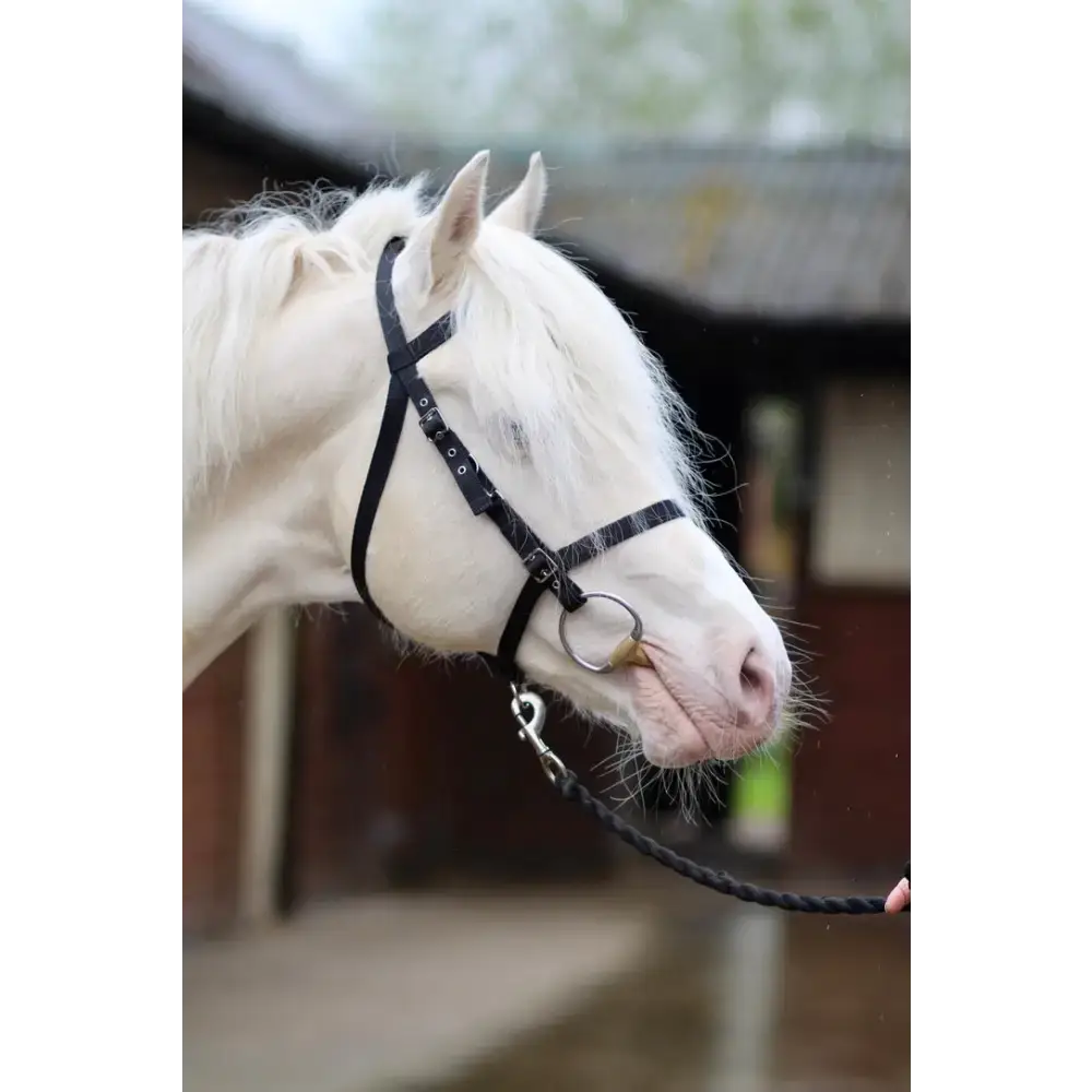 Exmoor Bridle Navy/Soft Blue Pony 