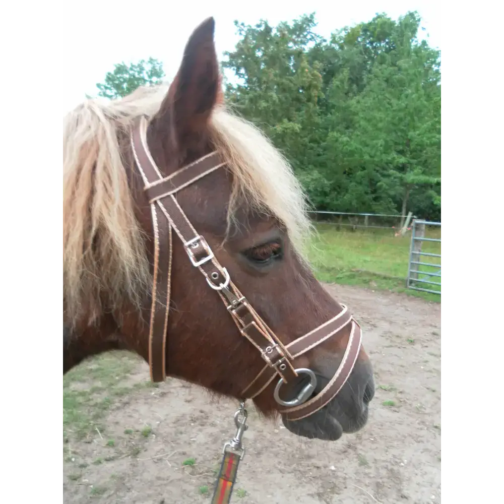 Exmoor Bridle Navy/Soft Blue Pony 