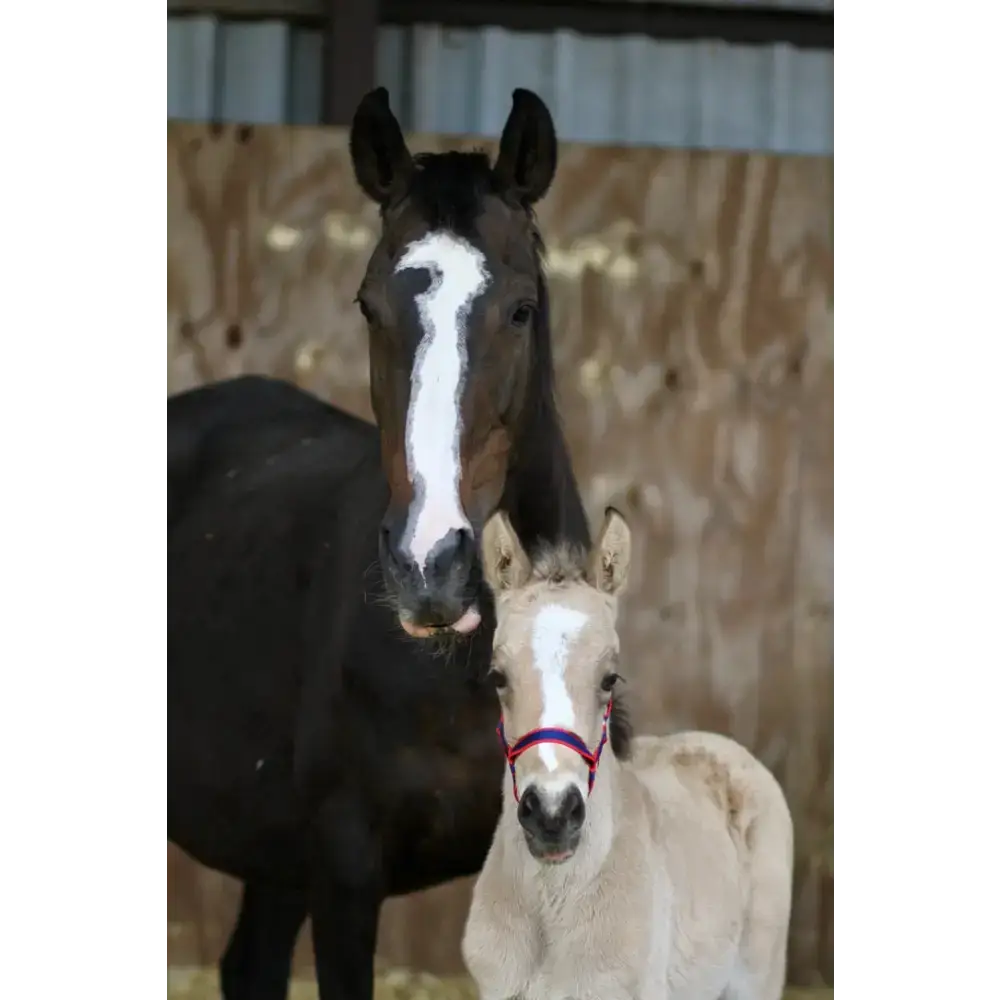 Field Safe Headcollar Red Small Foal 