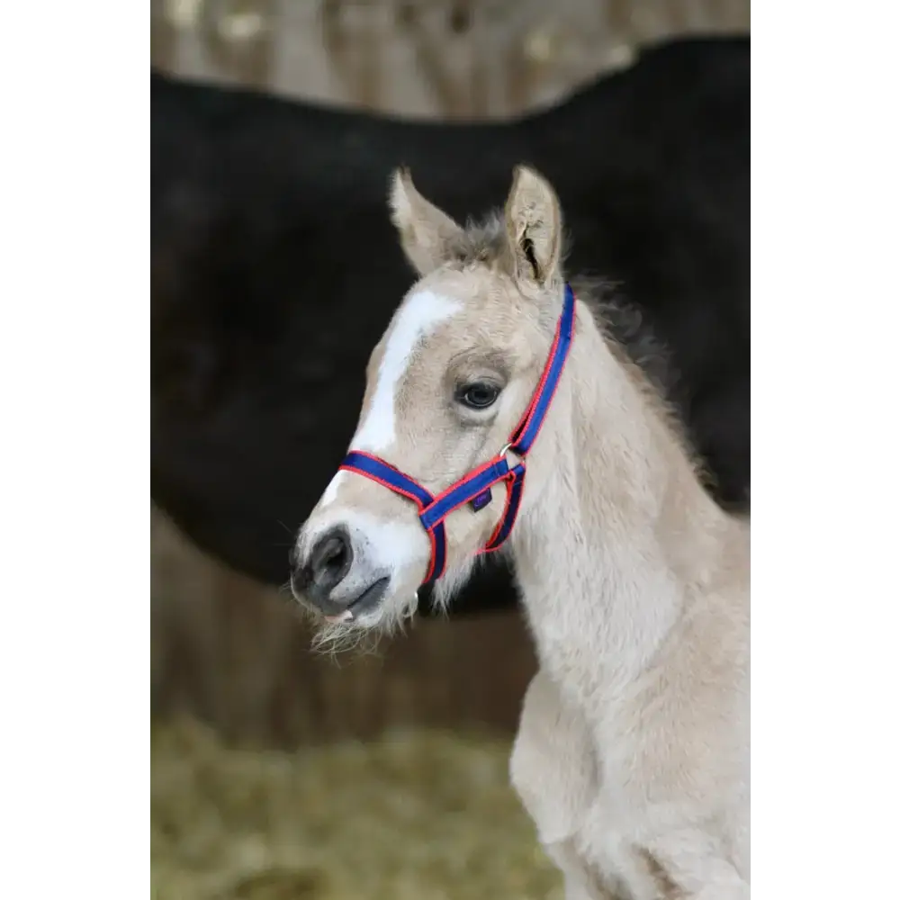 Field Safe Headcollar Red Small Foal 