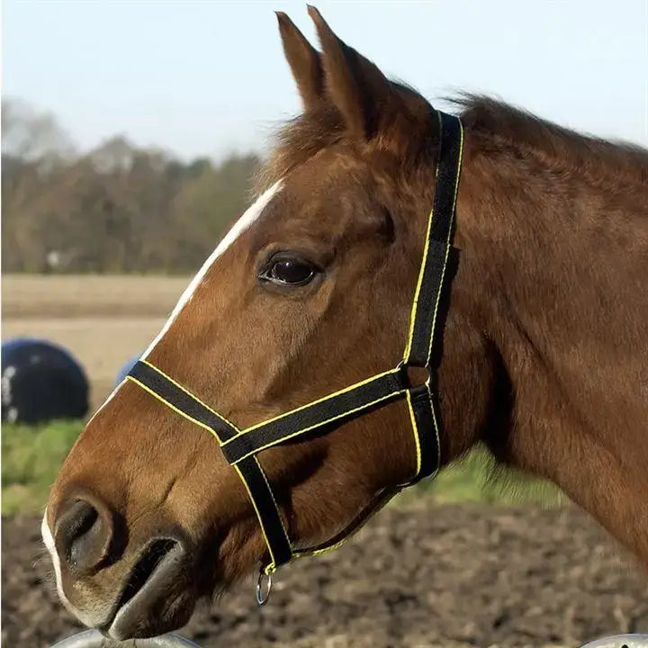 Black and yellow libbys field safe large foal headcollar with reflective trim for a safe headcollar fit