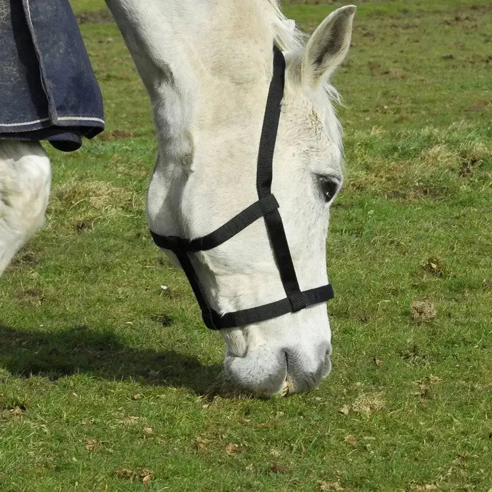 Black nylon field safe headcollar rhinegold with touch tape adjustable headpiece for safe horse handling