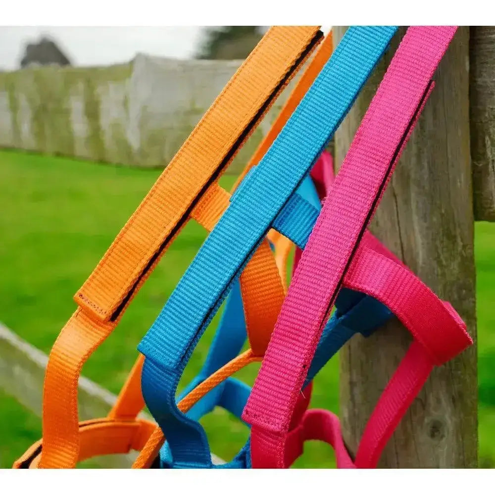 Brightly colored nylon field safe headcollar rhinegold in orange blue and pink with touch tape adjustable headpiece