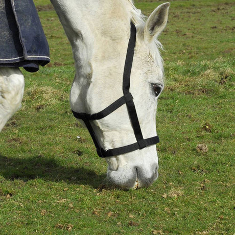 Field Safe Headcollar Rhinegold Black Shetland Rhinegold Headcollars & Leadropes Barnstaple Equestrian Supplies