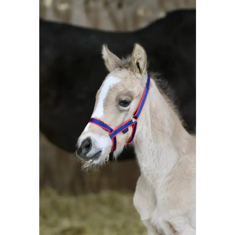 A young large foal wearing libbys field safe safe headcollar in vibrant blue and red for secure handling