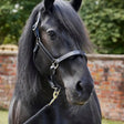 Black padded leather headcollar firefoot padded leather with silver hardware and gold buckle for horses