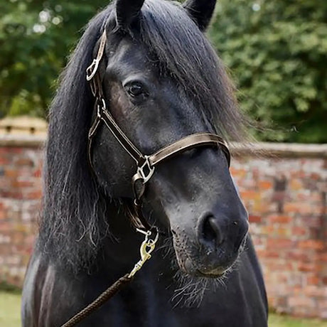 Black horse wearing firefoot padded leather headcollar brown with brass-colored leather bridle details