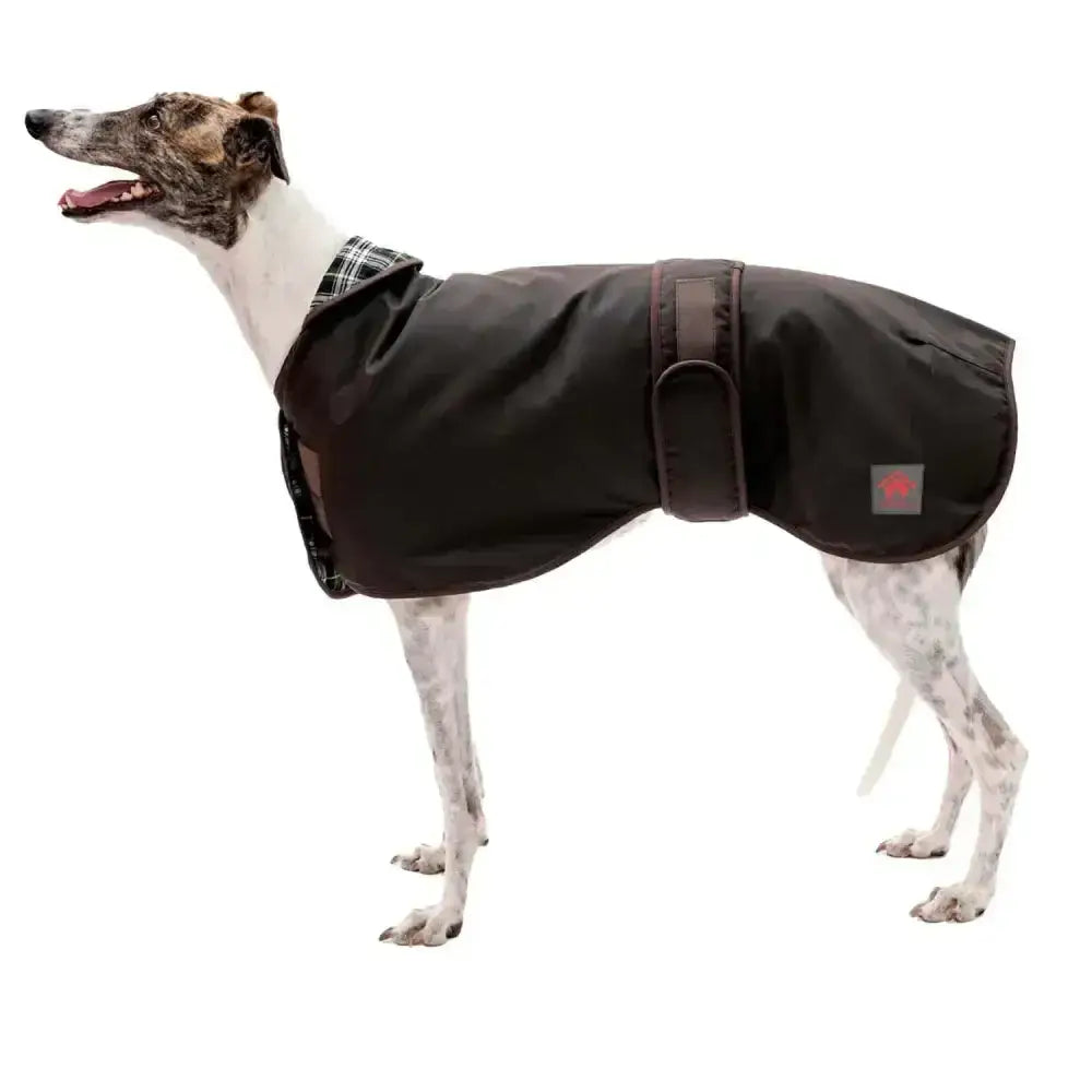 Black waterproof waxed sighthound coat with plaid collar and adjustable strap firefoot waxed sighthound back view