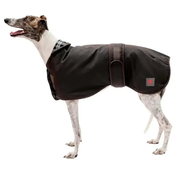 Black waterproof waxed sighthound coat with plaid collar and adjustable strap shown from the back side