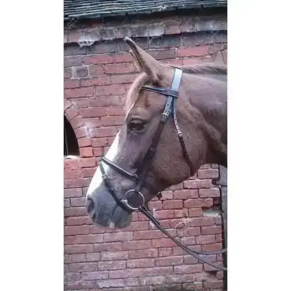 Brown horse wearing a black leather flash bridle with silver hardware and rubber grip reins featuring a raised flash noseband