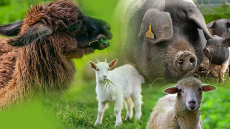 A fluffy brown alpaca with long, thick fur and dark ears is chewing on a green leaf.