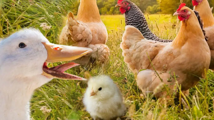 Chicken Feed from Harpers with Mixed Corn and Layers Pellets - Order online for discounts and for local Click & Collection and Van Delivery with Barnstaple Equestrian Supplies North Devon Feed Merchants
